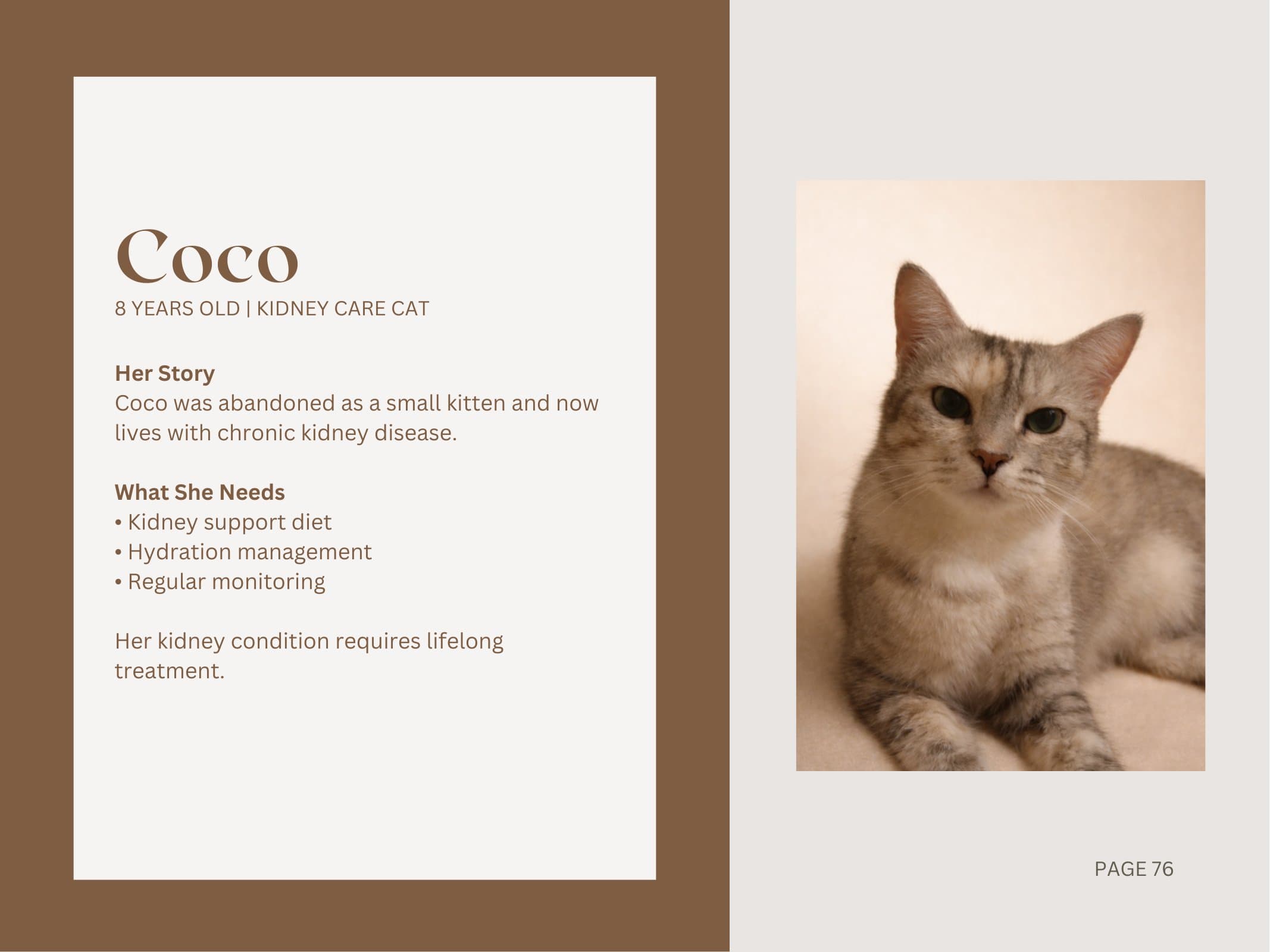 Coco — Kidney Care Cat