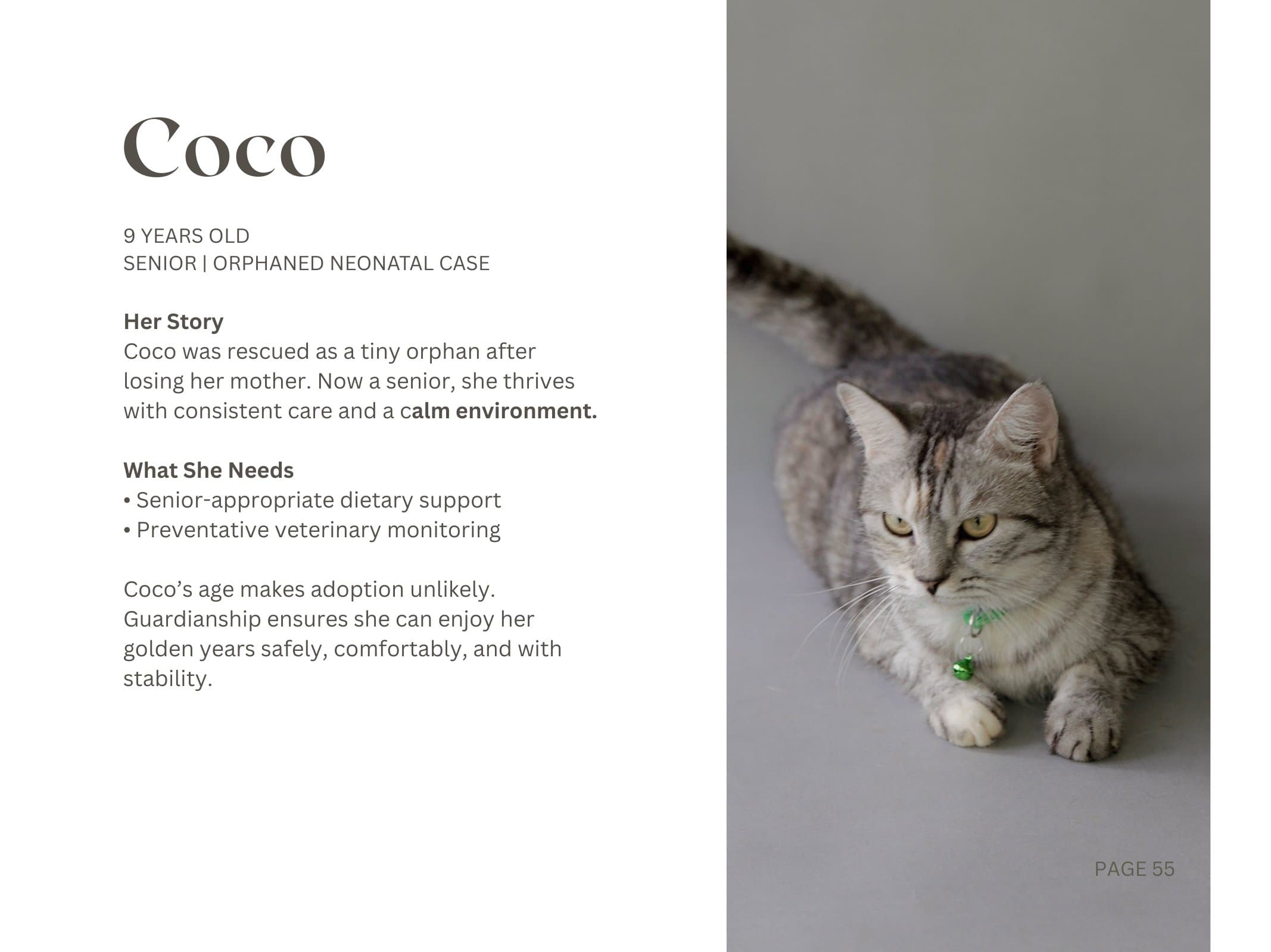 Coco — Senior | Orphaned Neonatal Case