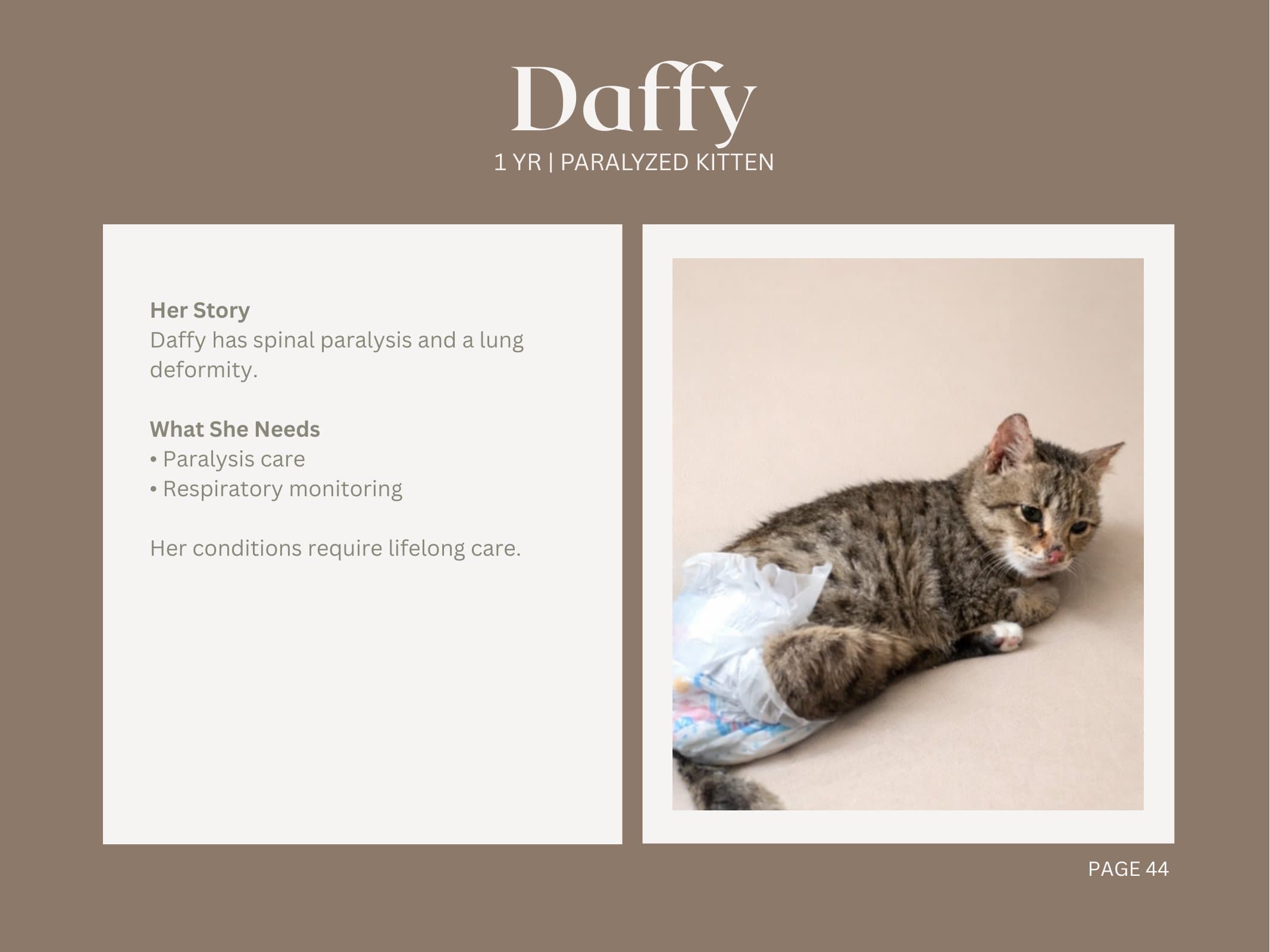 Daffy — Paralyzed Kitten