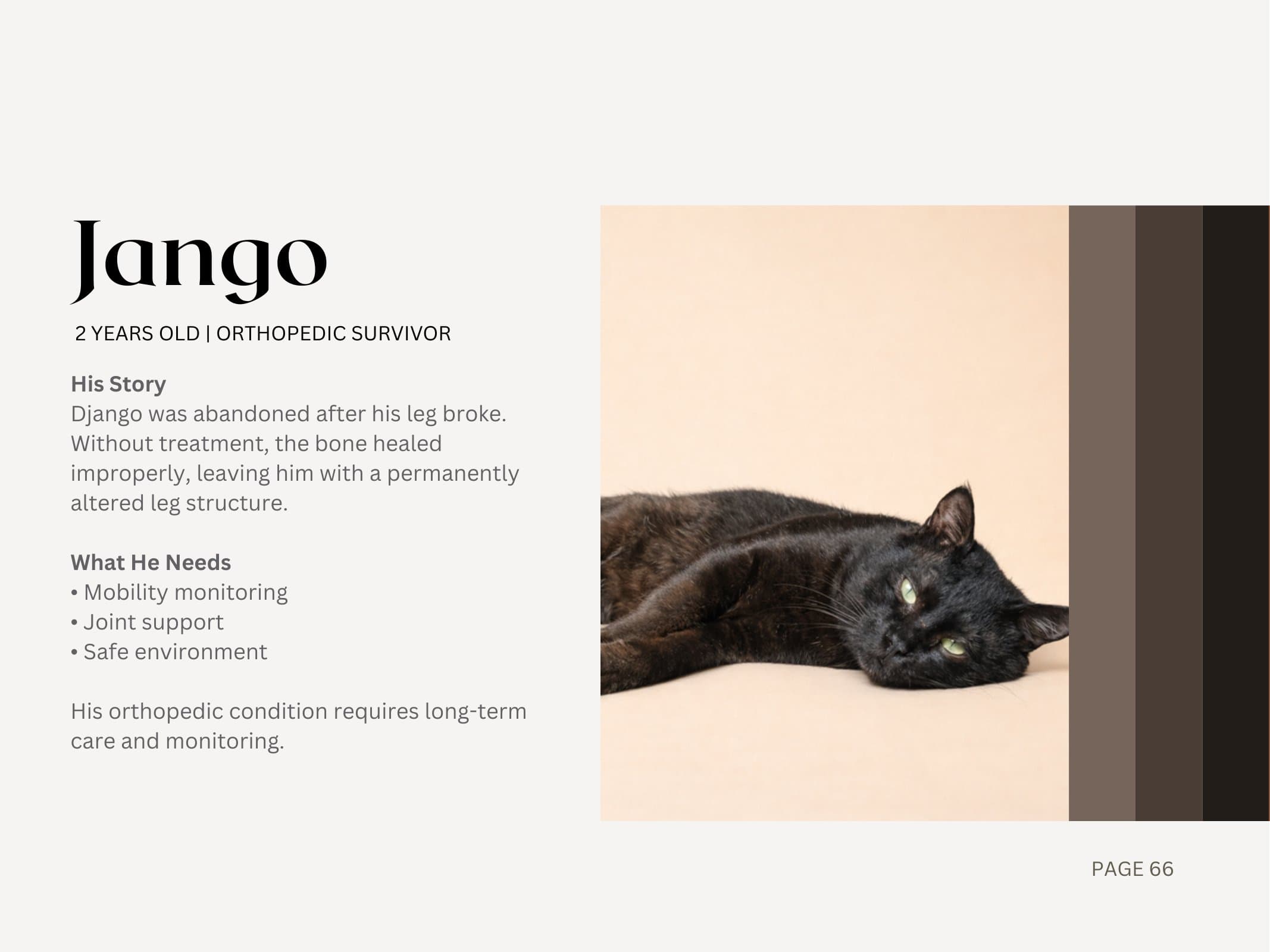 Jango — Orthopedic Survivor