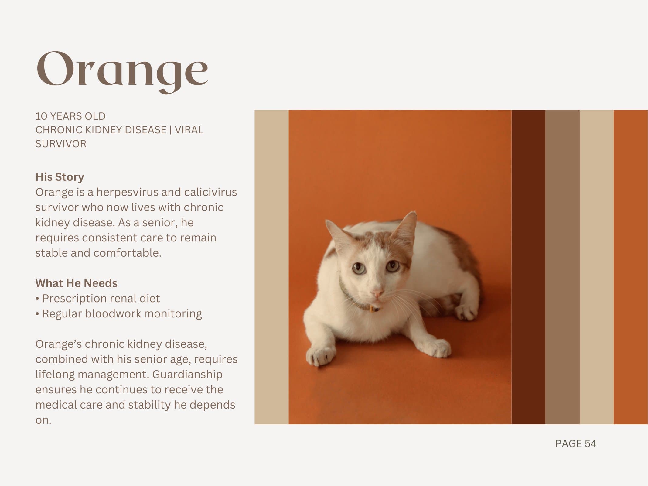 Orange — Chronic Kidney Disease | Viral Survivor