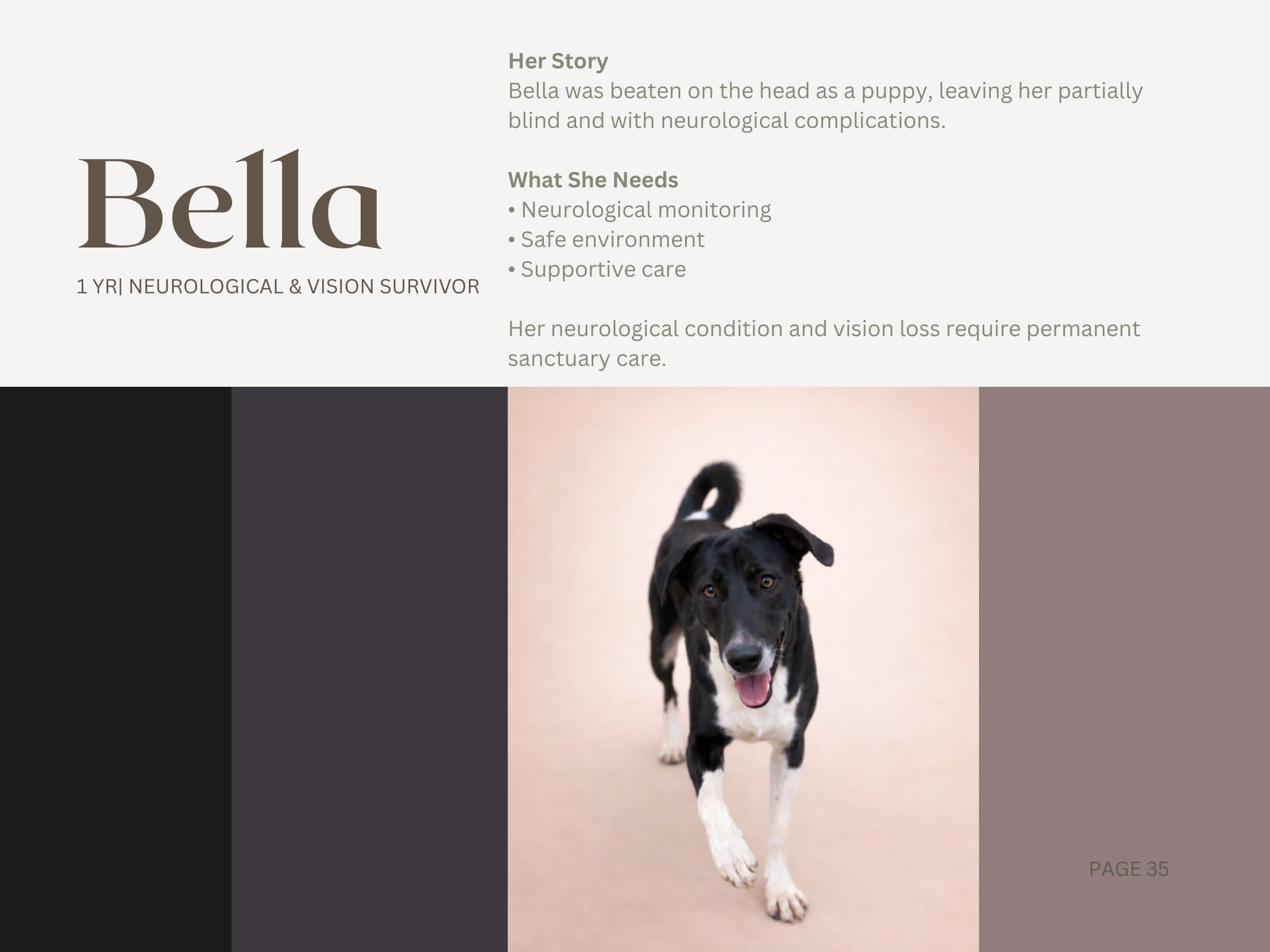 Bella — Neurological & Vision Survivor