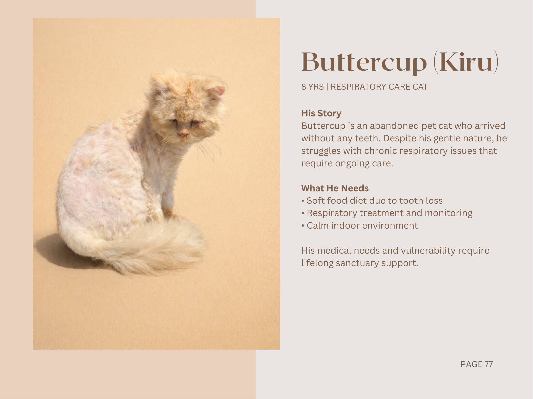 Buttercup (Kiru) — Respiratory Care Cat