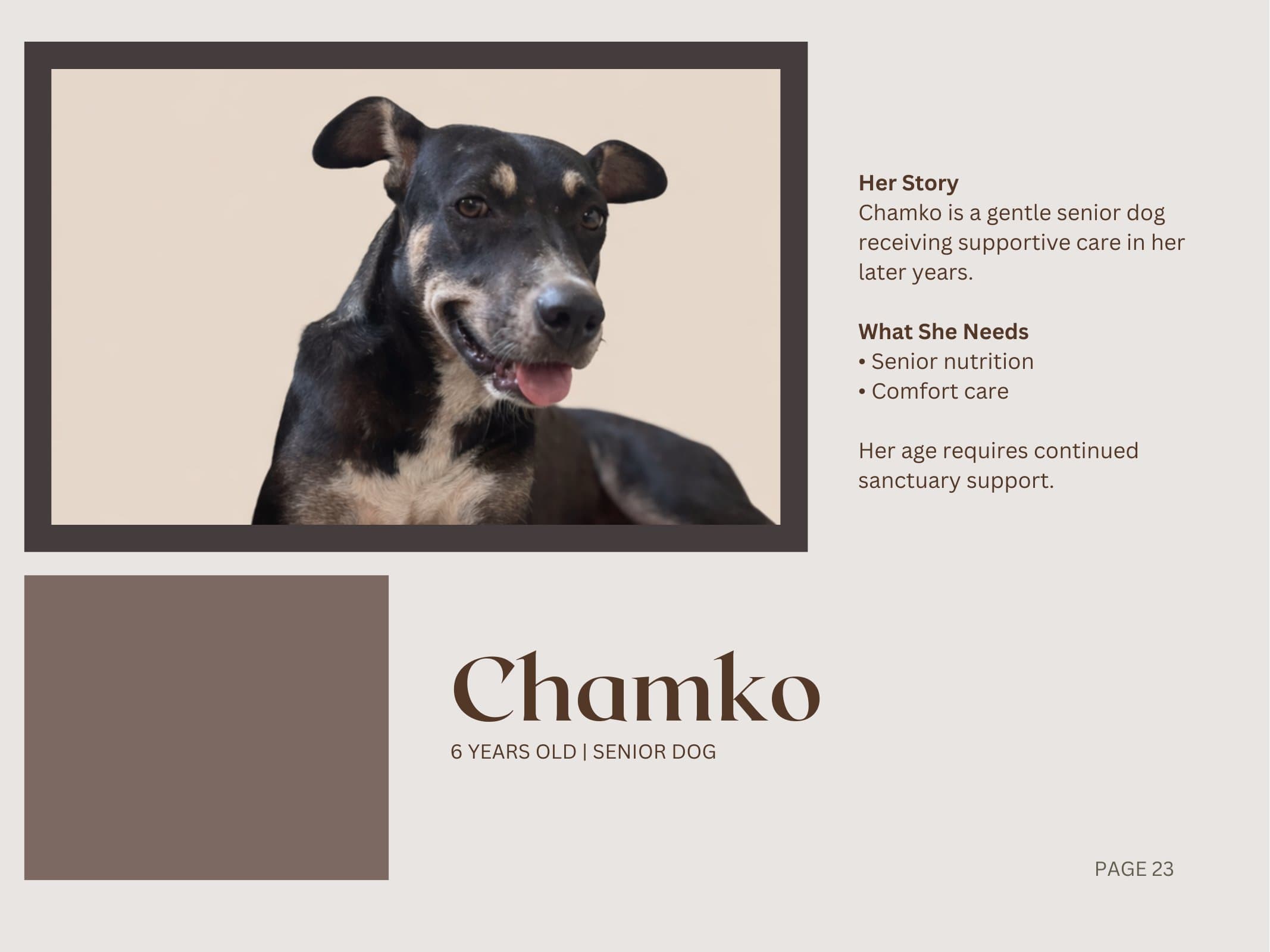 Chamko — Senior Dog