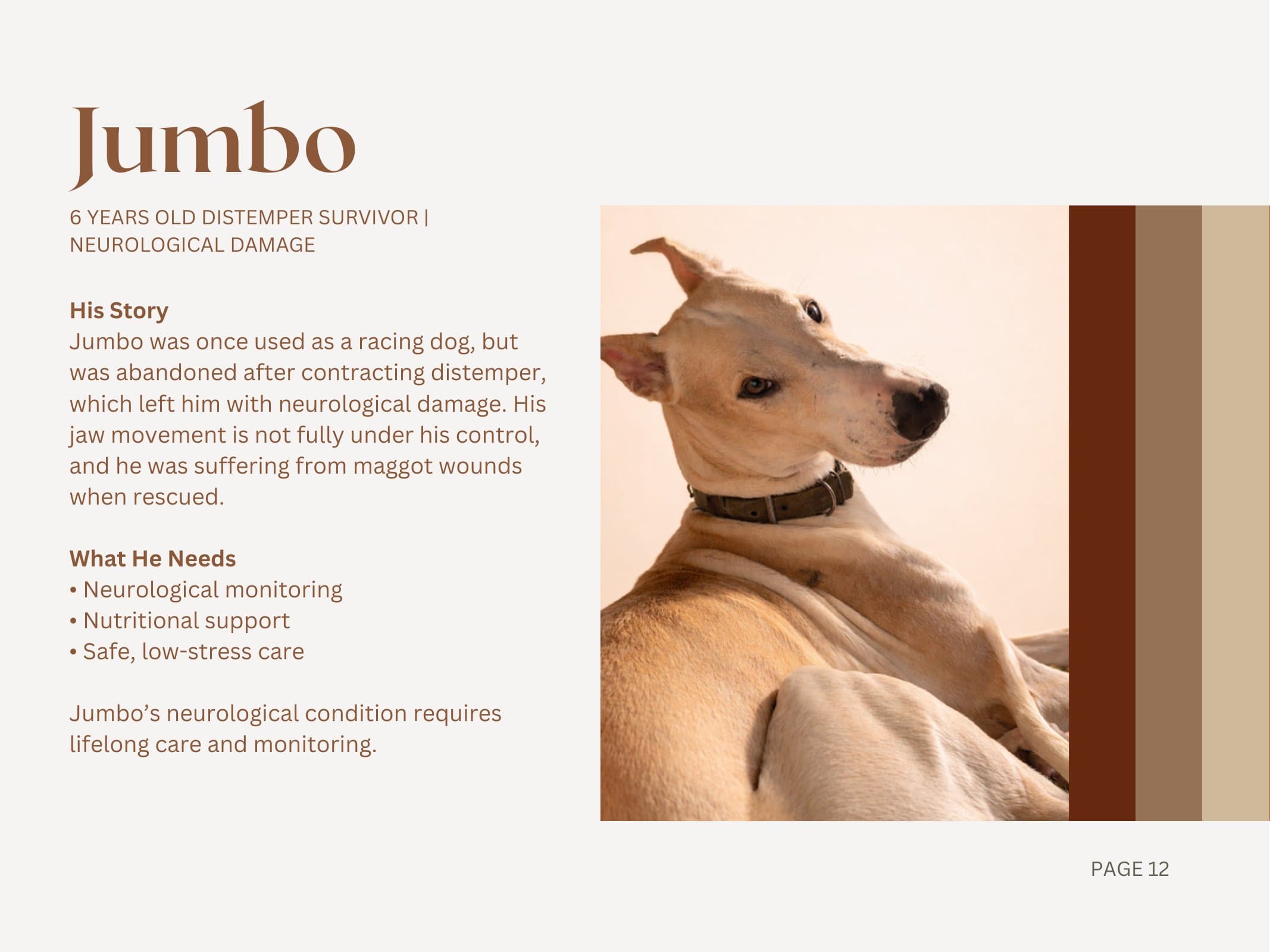 Jumbo — Distemper Survivor | Neurological Damage