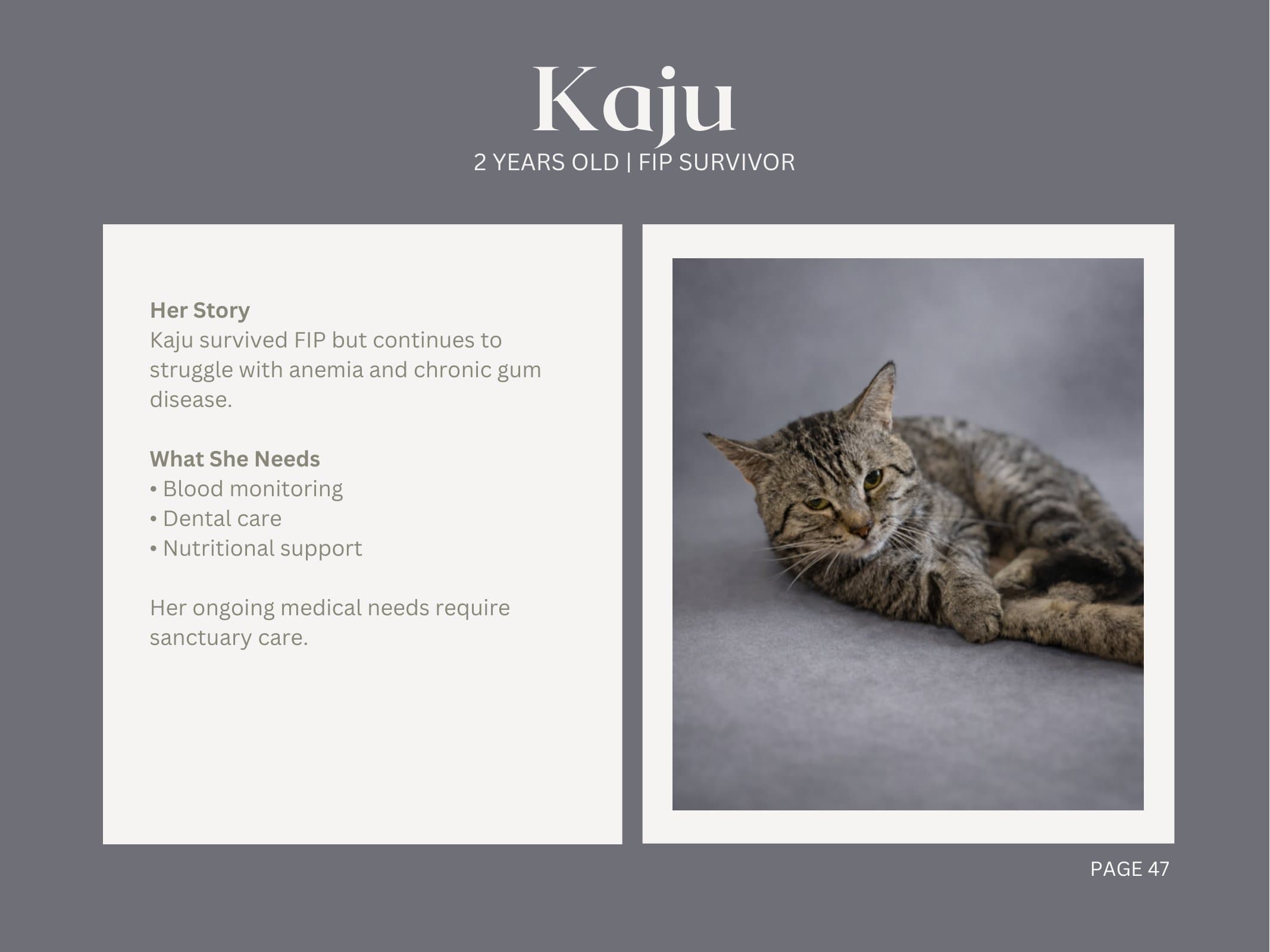 Kaju — FIP Survivor