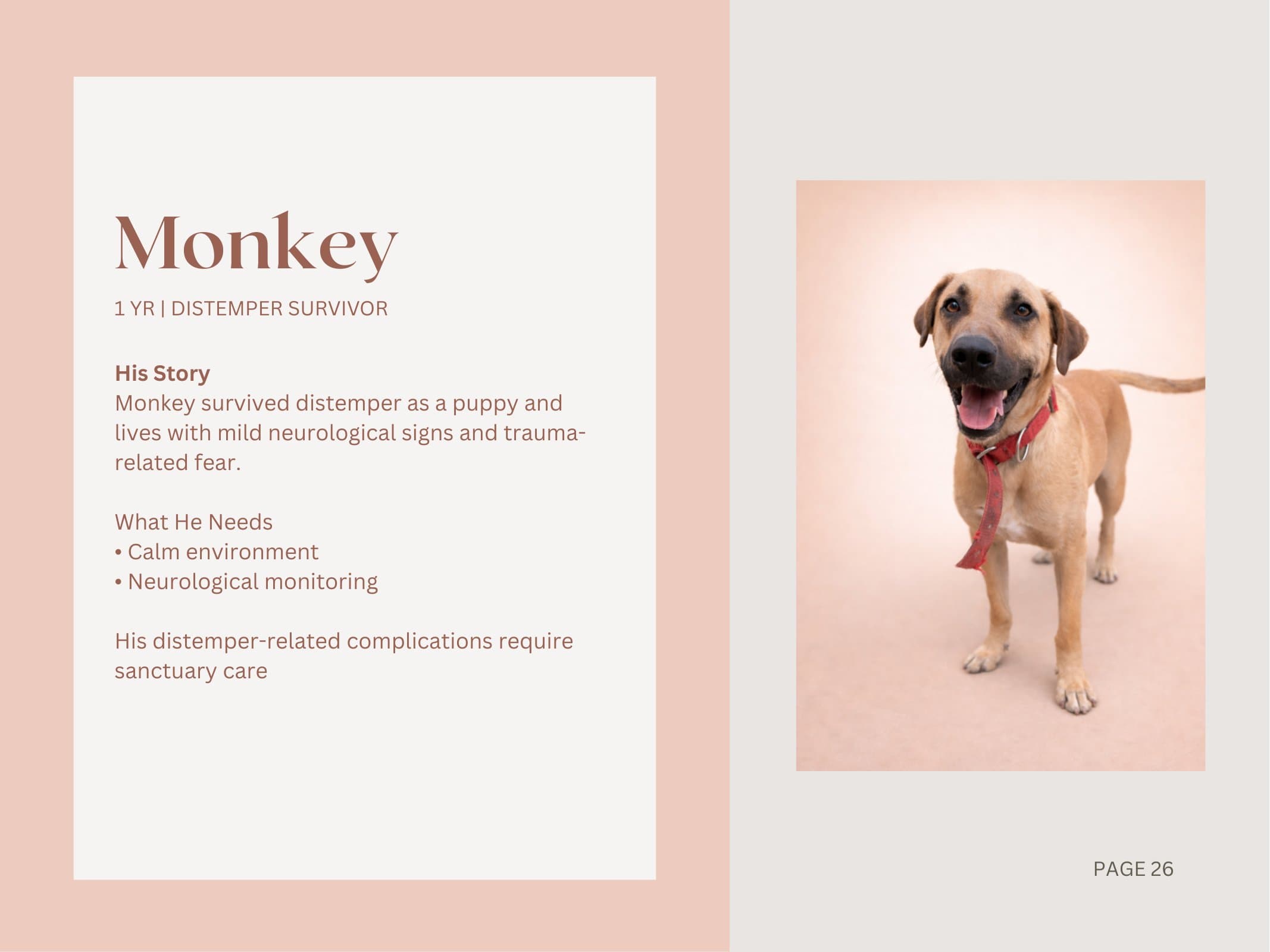 Monkey — Distemper Survivor