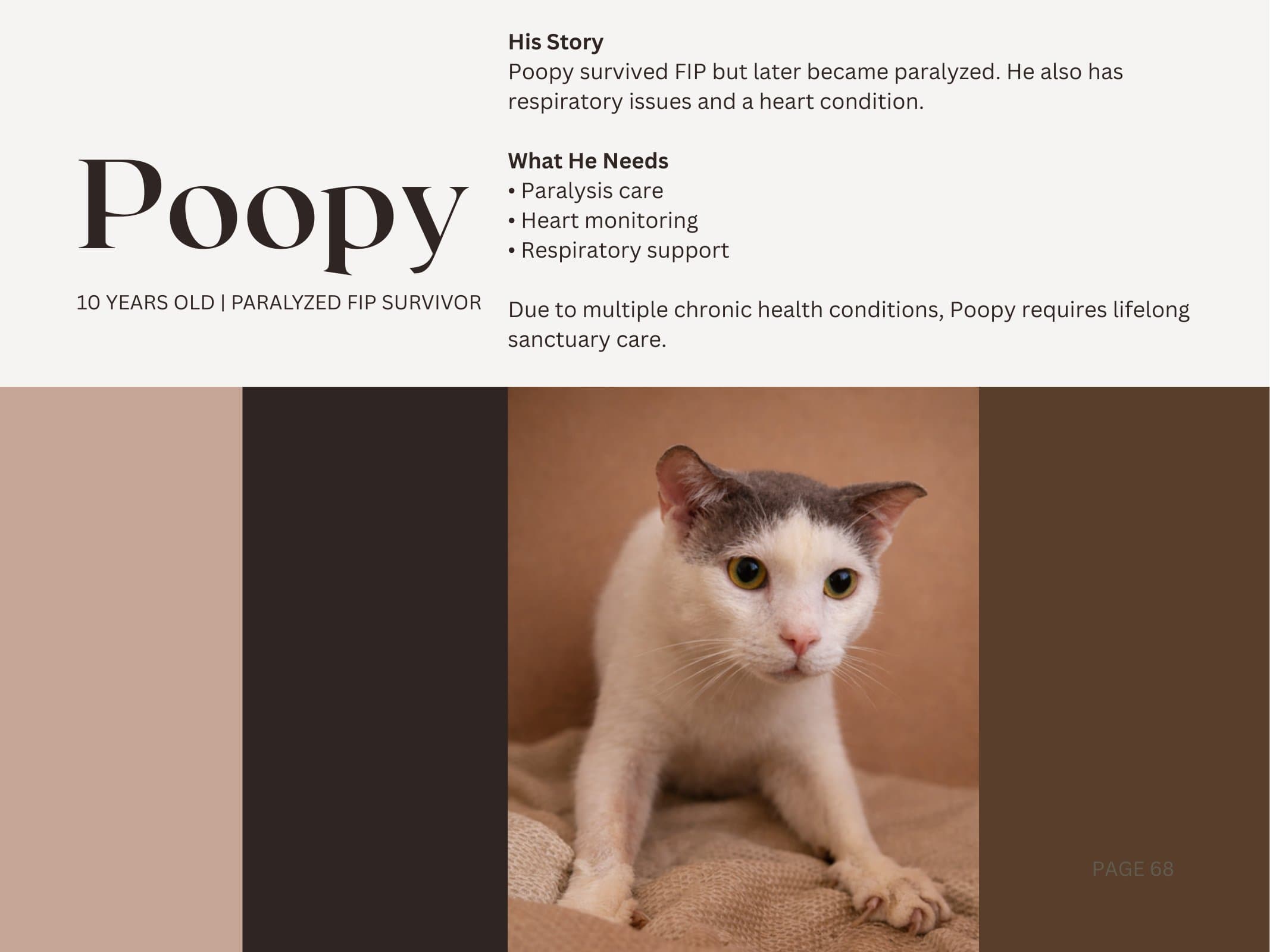 Poopy — Paralyzed FIP Survivor