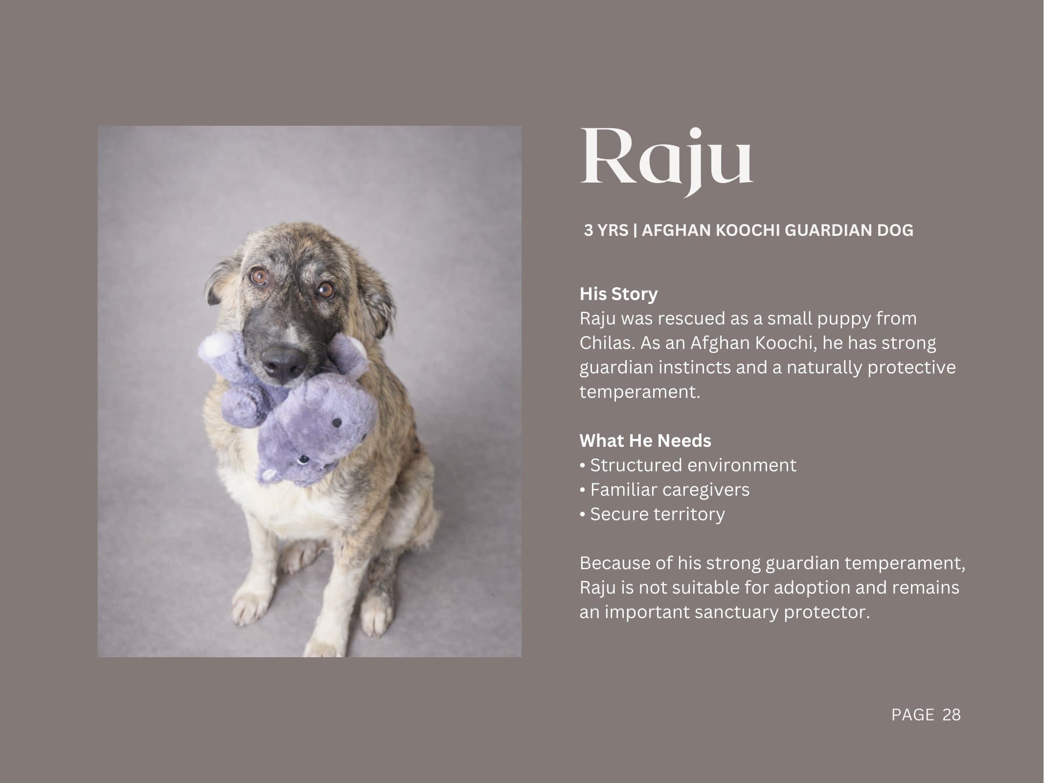 Raju — Afghan Koochi Guardian Dog