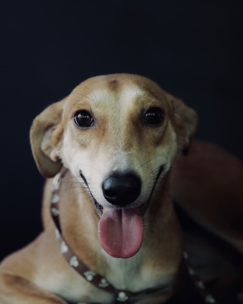 A puppy looking into the camera